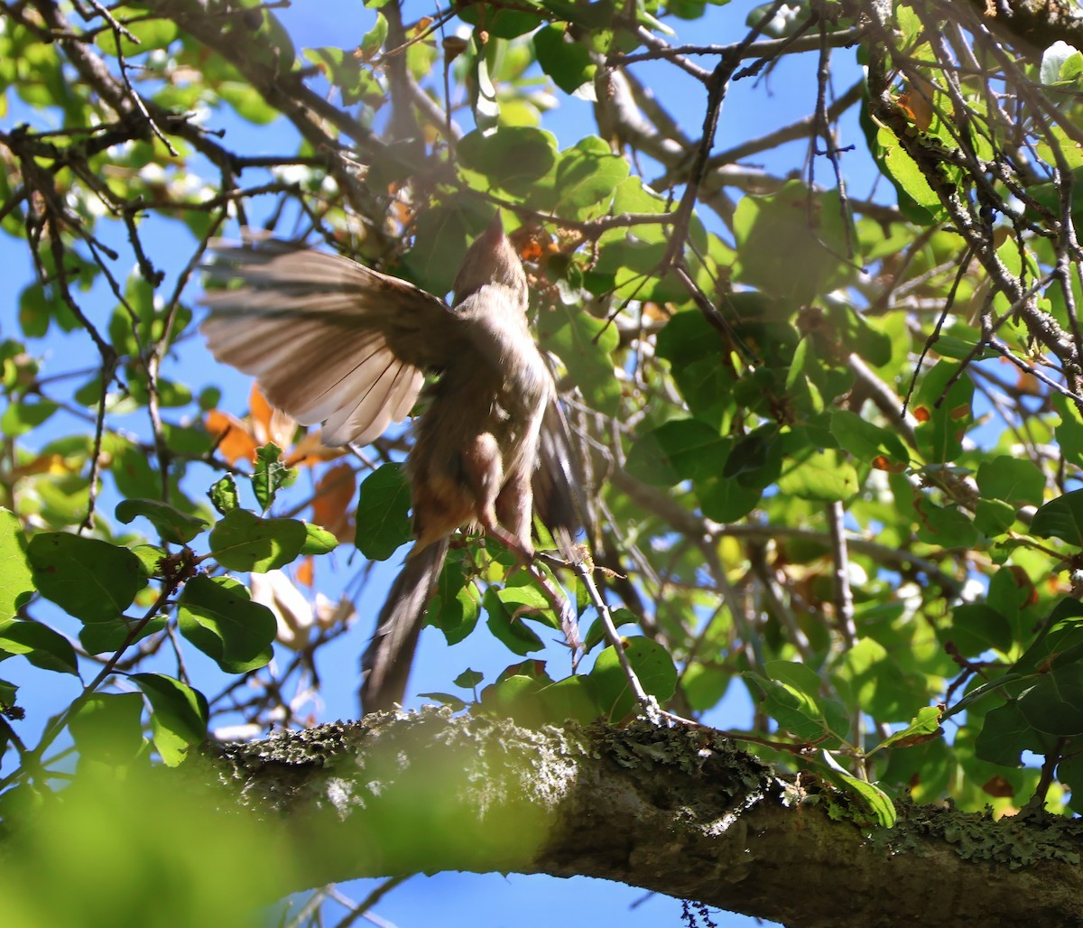 California Towhee - ML623737978