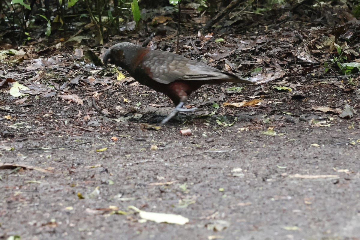 New Zealand Kaka - ML623738020