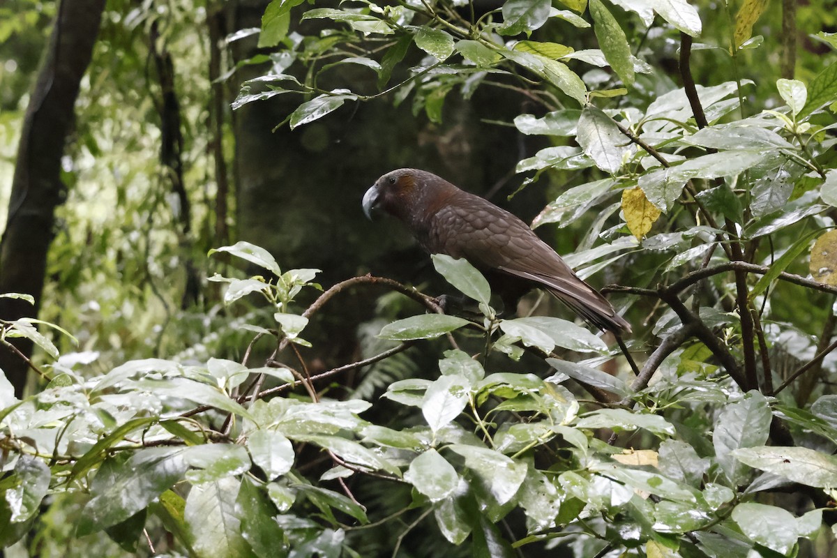 New Zealand Kaka - ML623738021