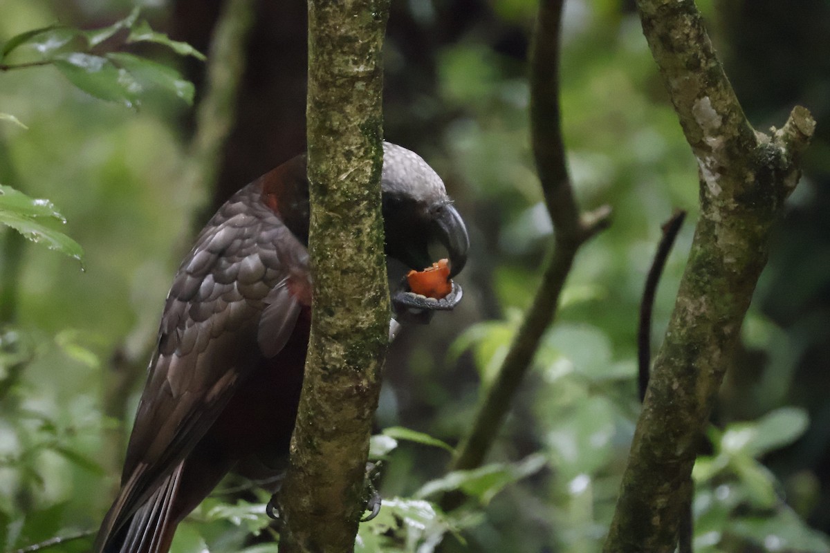 New Zealand Kaka - ML623738022