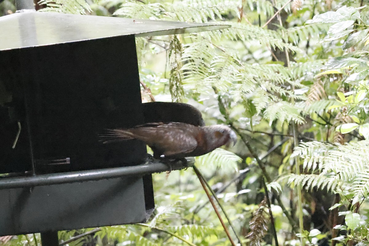 New Zealand Kaka - ML623738023