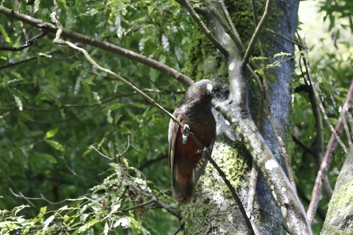 New Zealand Kaka - ML623738024