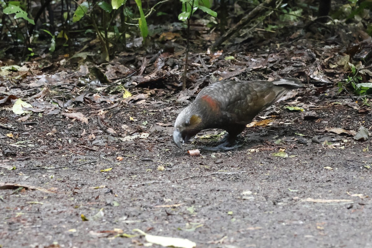 New Zealand Kaka - ML623738025