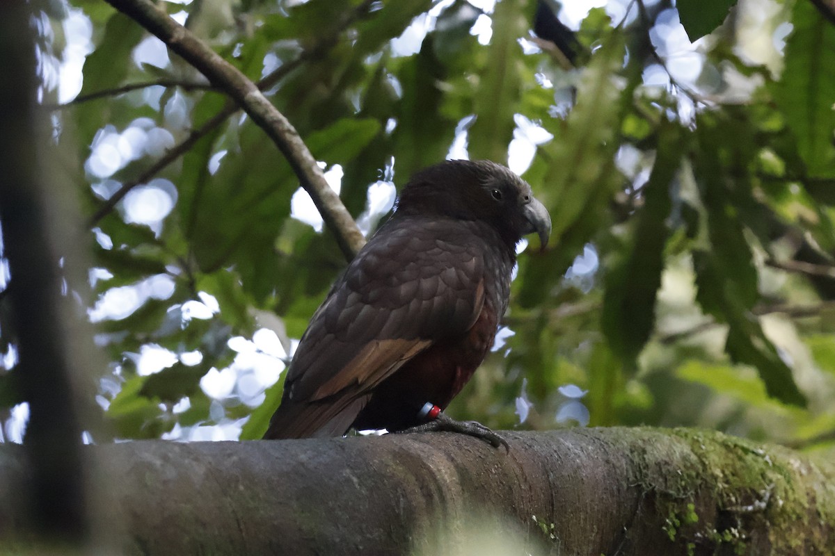 New Zealand Kaka - ML623738026