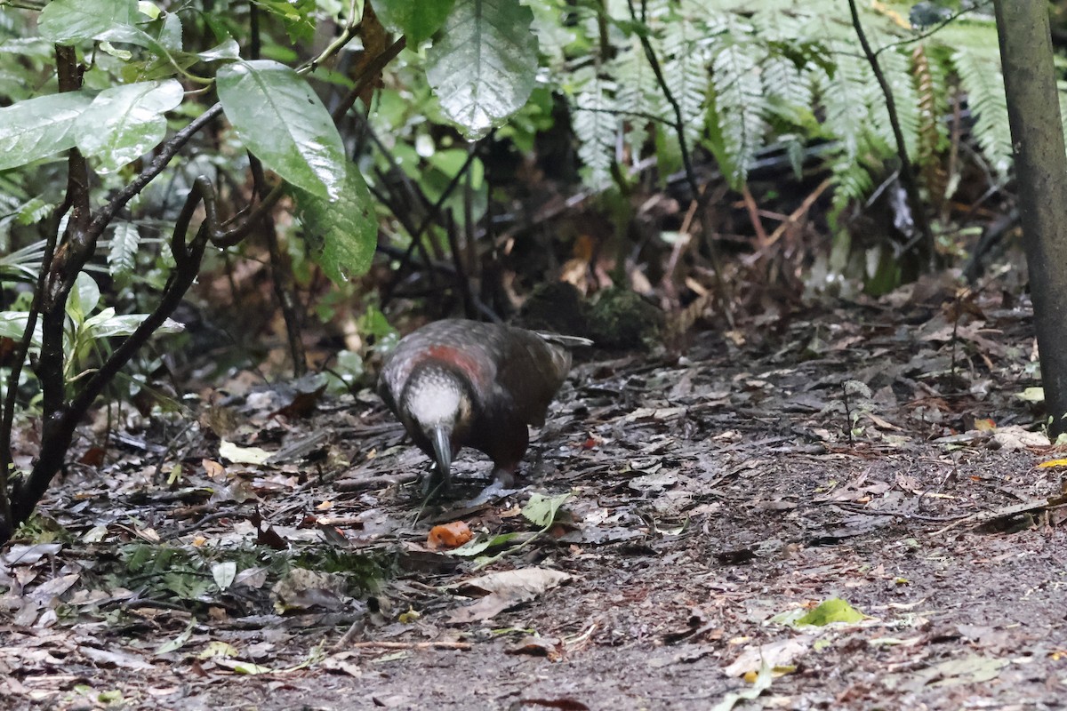 New Zealand Kaka - ML623738027