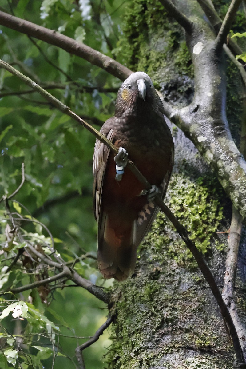 New Zealand Kaka - ML623738028