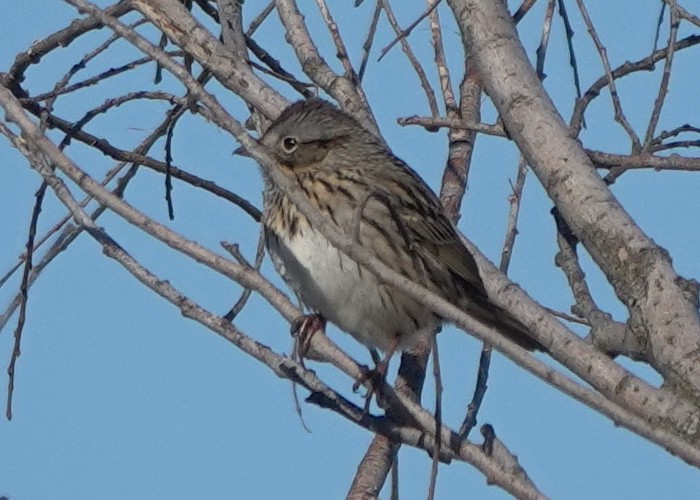 Lincoln's Sparrow - ML623738039