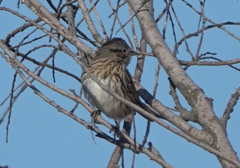 Lincoln's Sparrow - ML623738042