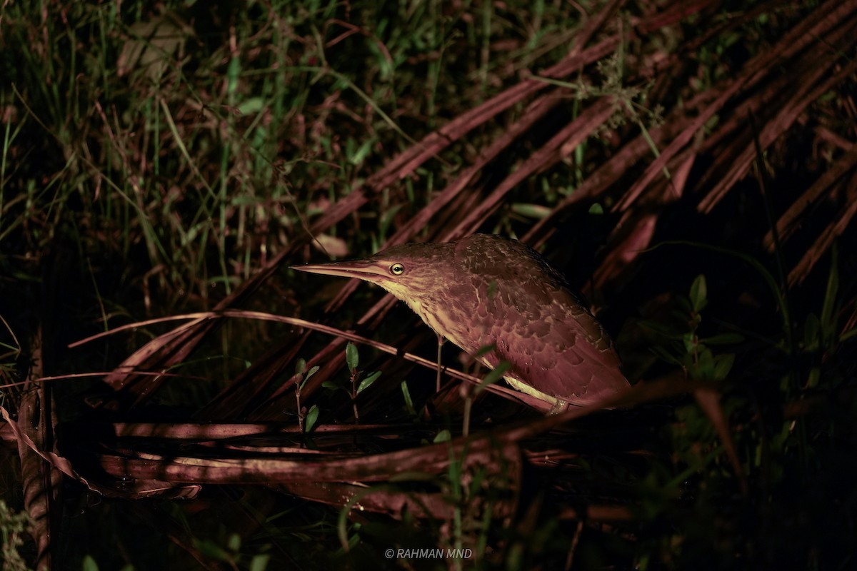 Cinnamon Bittern - ML623738054