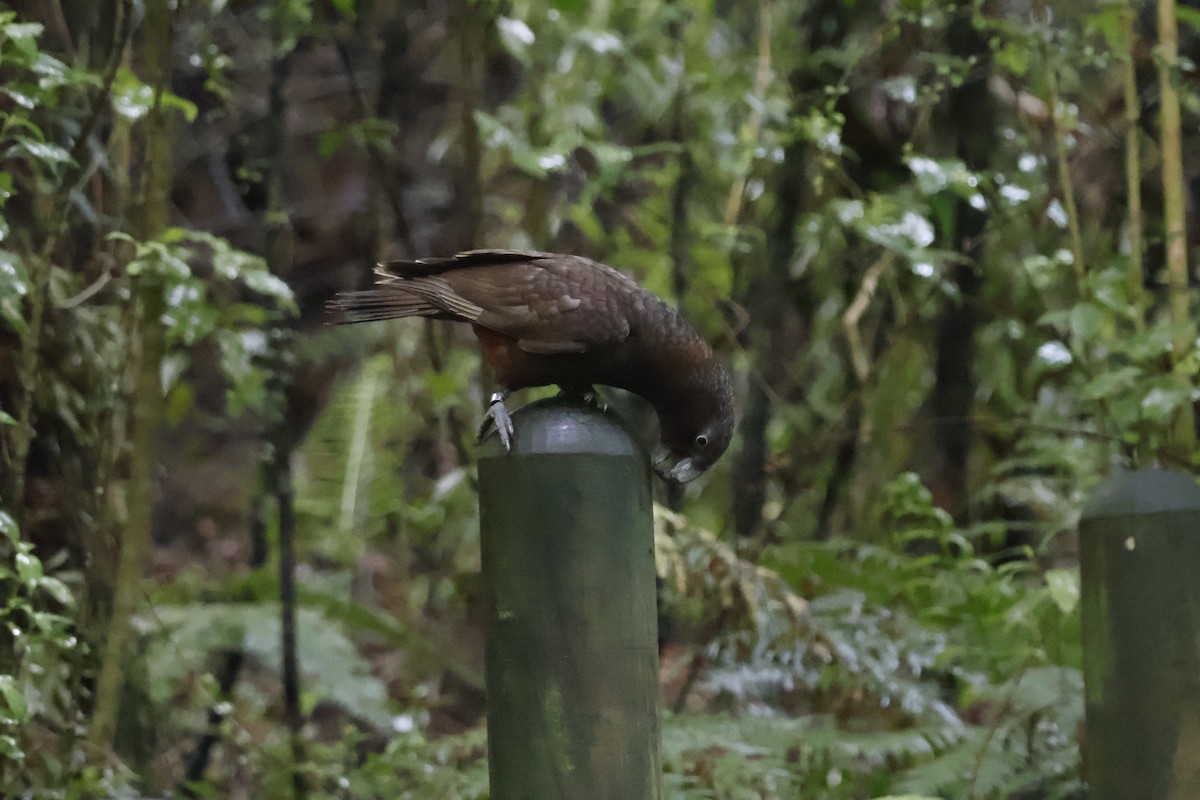 New Zealand Kaka - ML623738074