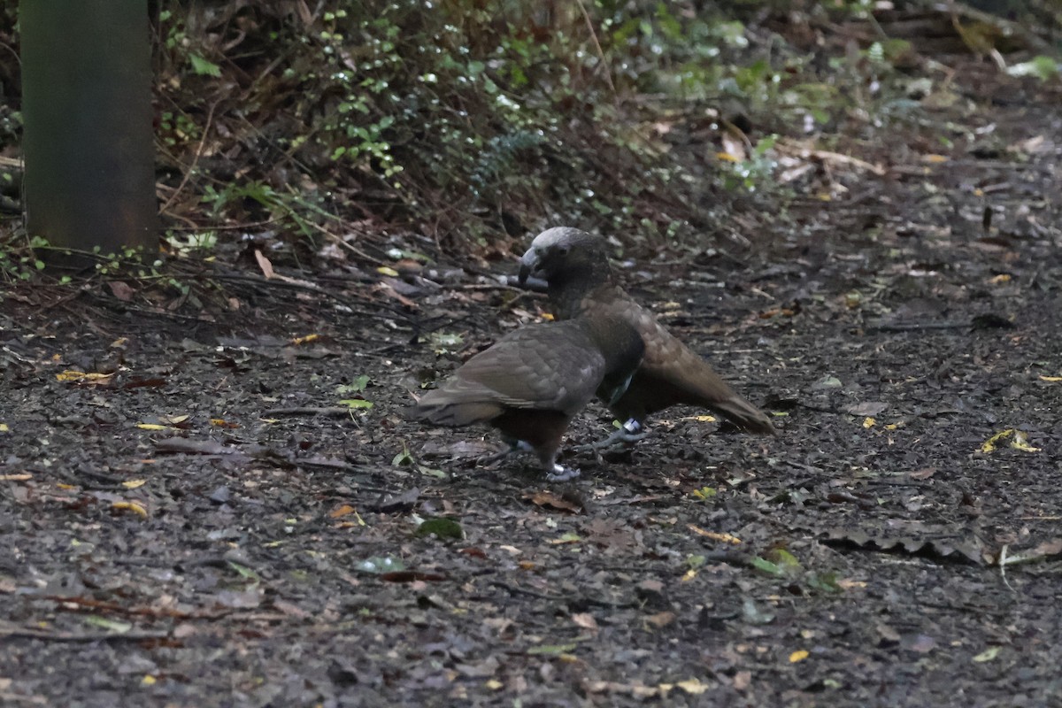 New Zealand Kaka - ML623738075