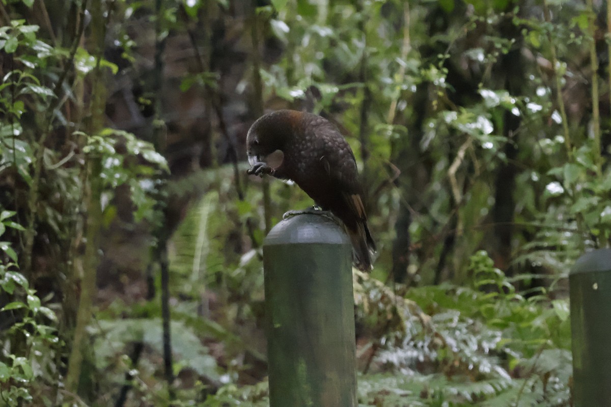 New Zealand Kaka - ML623738076