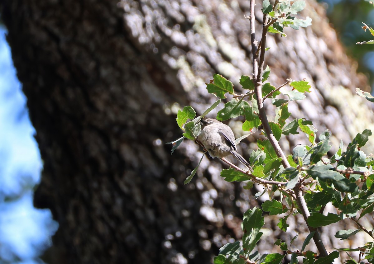 Bushtit - ML623738115