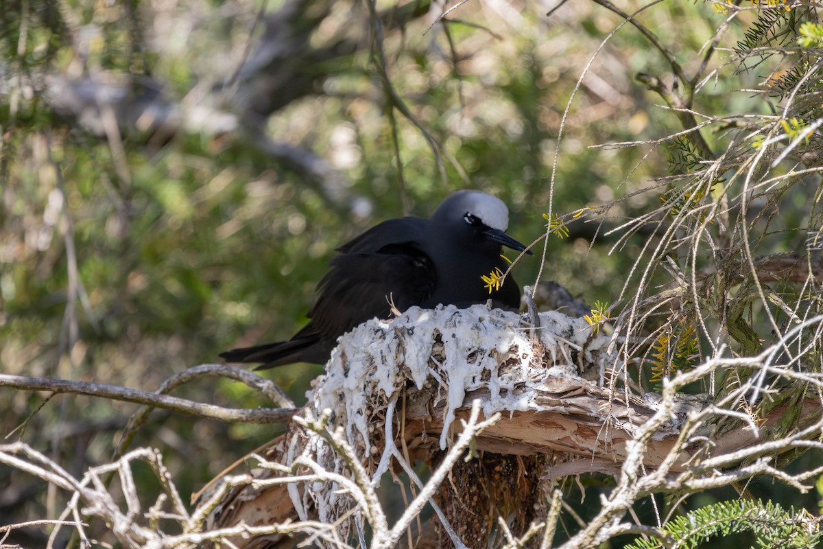 Black Noddy - ML623738135