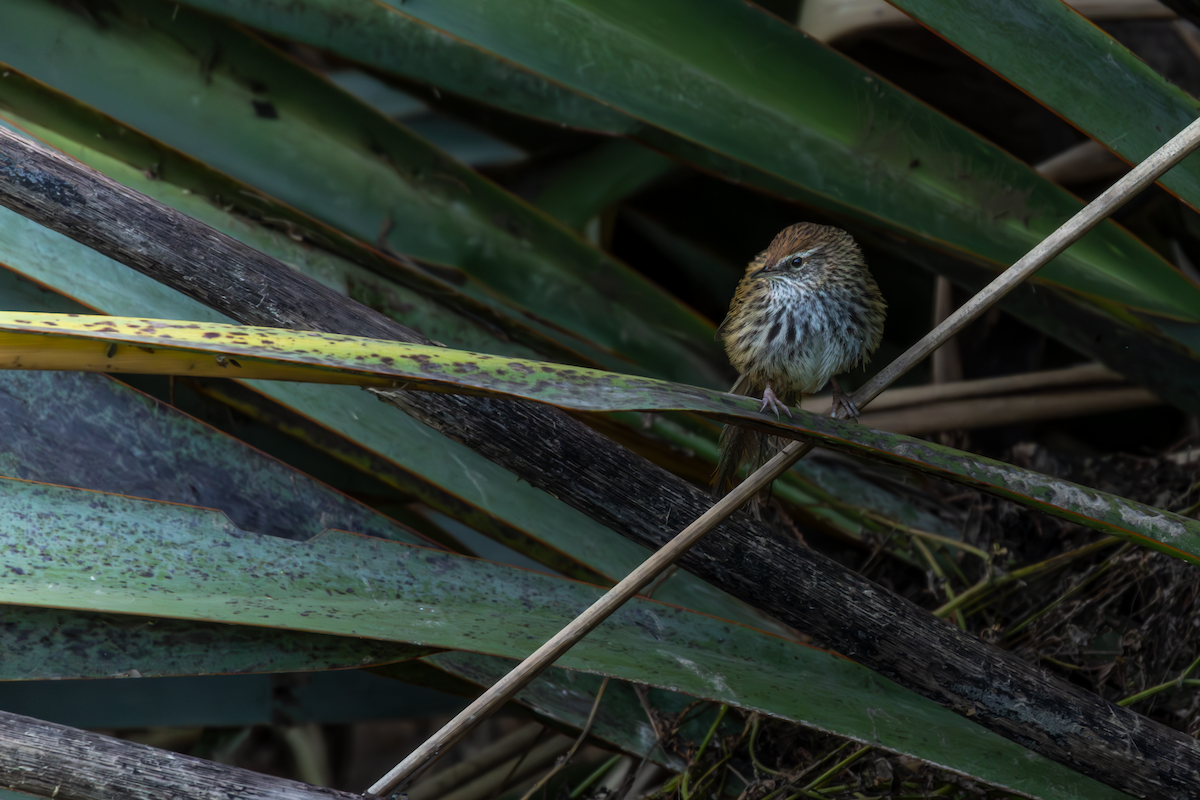 New Zealand Fernbird - ML623738136