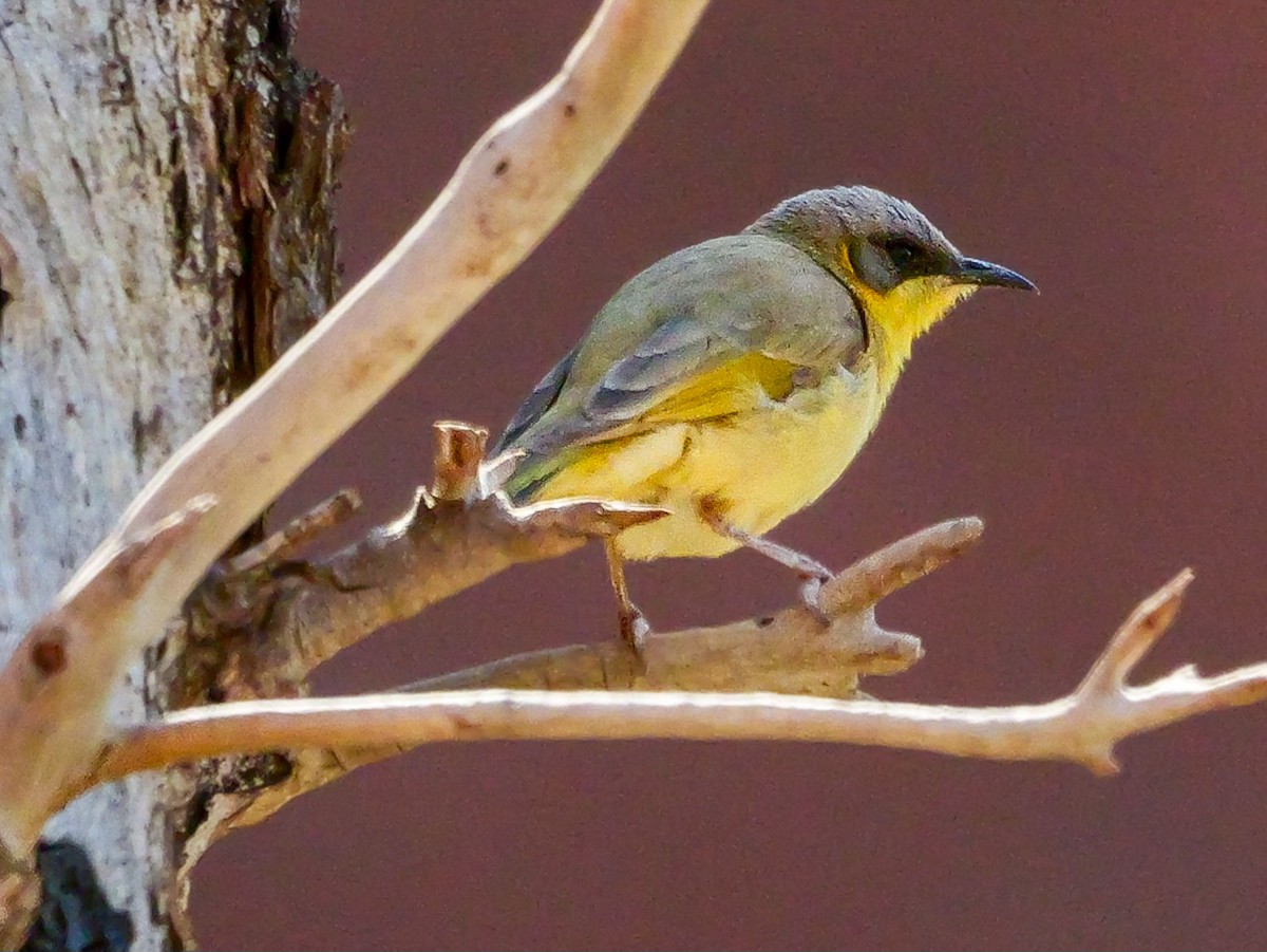 Gray-headed Honeyeater - ML623738164