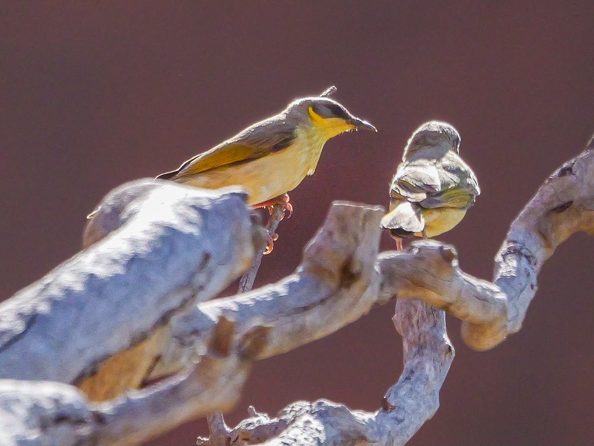 Gray-headed Honeyeater - ML623738165