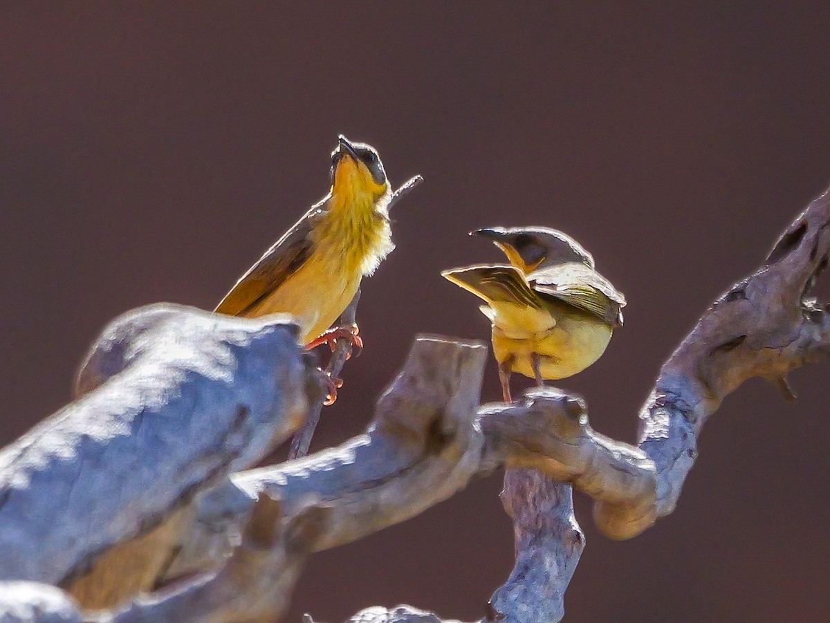 Gray-headed Honeyeater - ML623738166