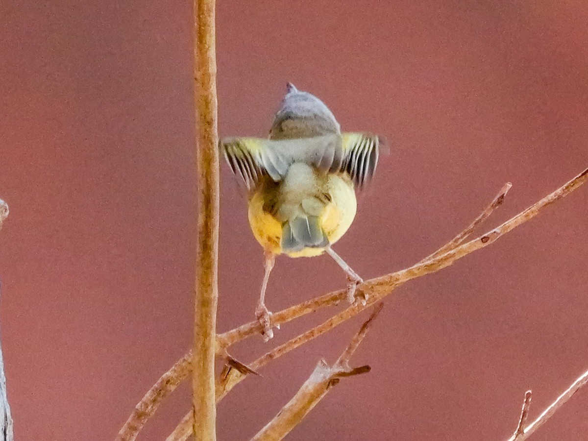 Gray-headed Honeyeater - ML623738167