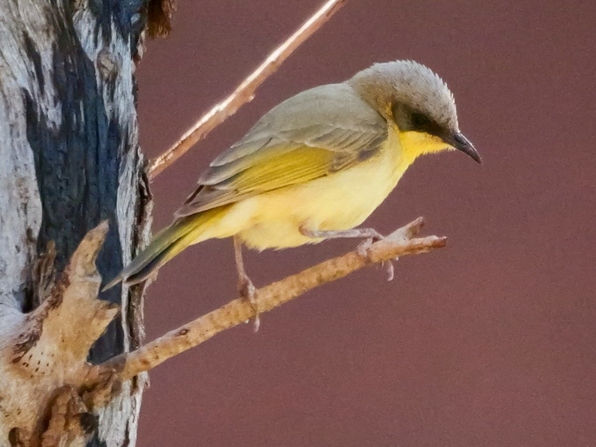 Gray-headed Honeyeater - ML623738168