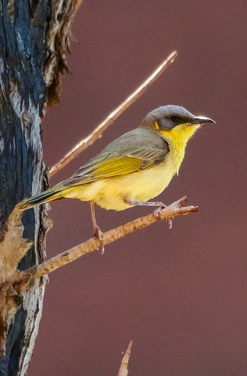 Gray-headed Honeyeater - ML623738169