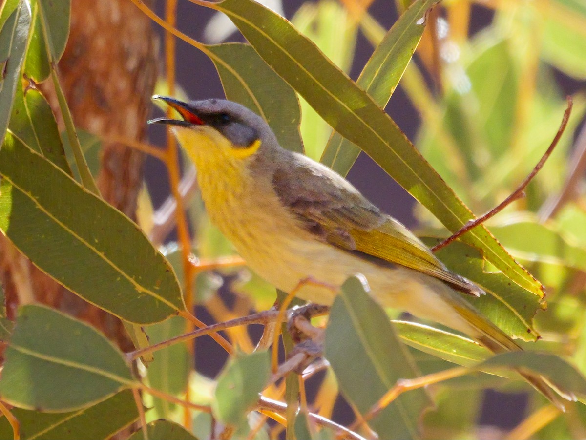 Gray-headed Honeyeater - ML623738170