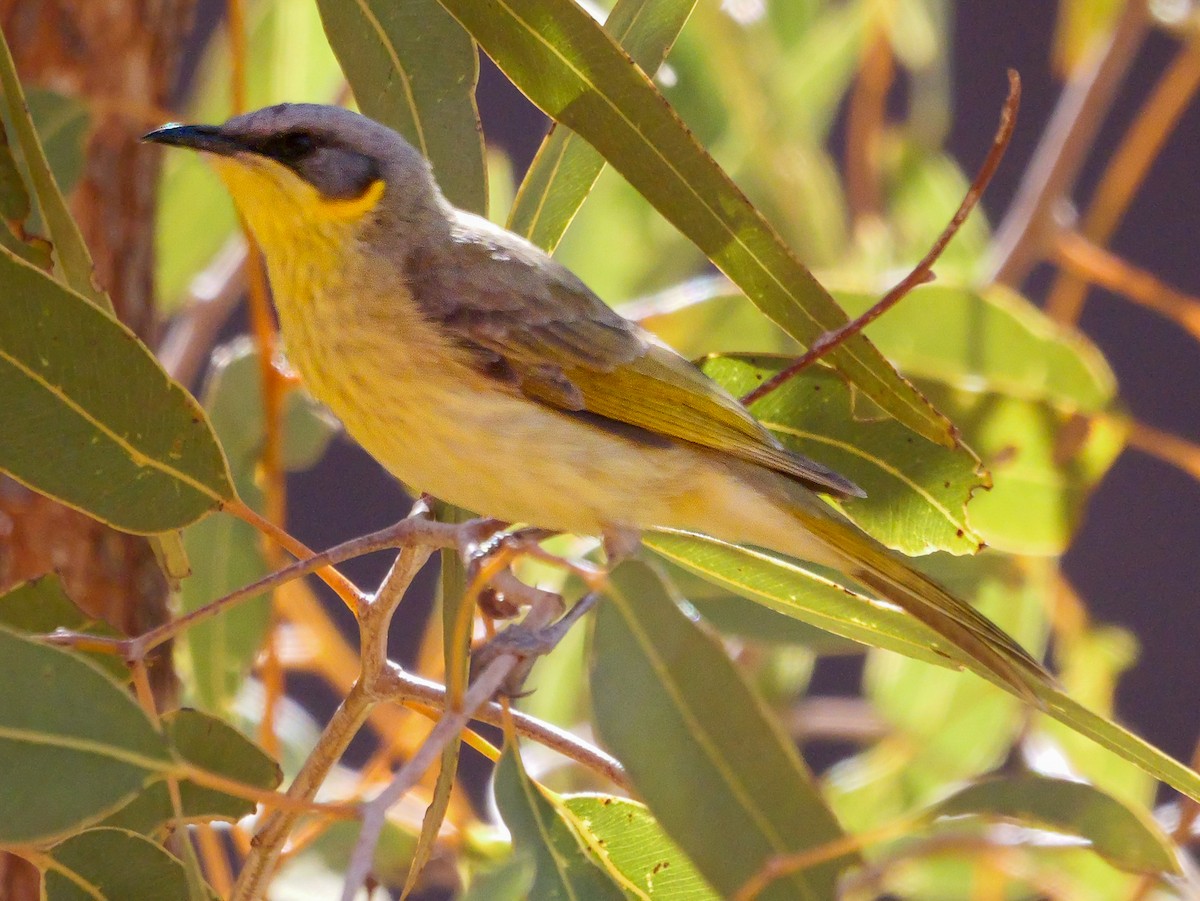 Gray-headed Honeyeater - Roger Horn