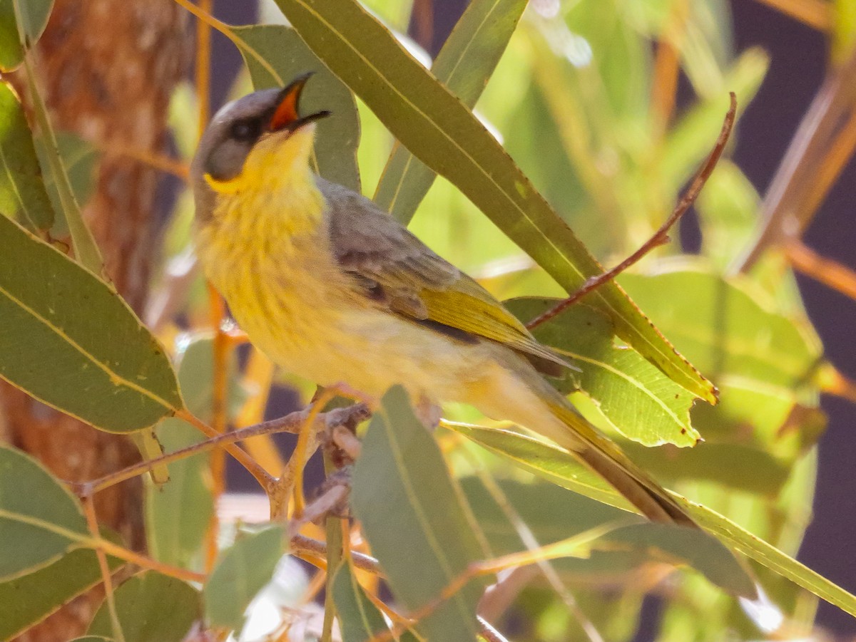 Gray-headed Honeyeater - ML623738172