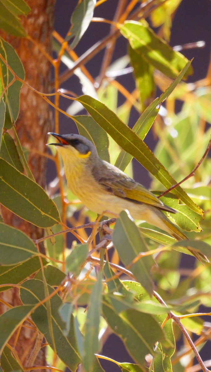 Gray-headed Honeyeater - ML623738173