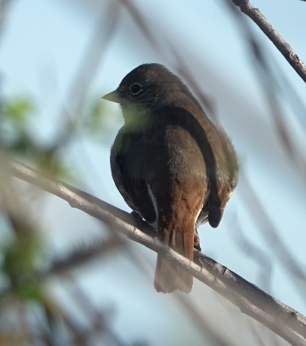 Fox Sparrow - ML623738216