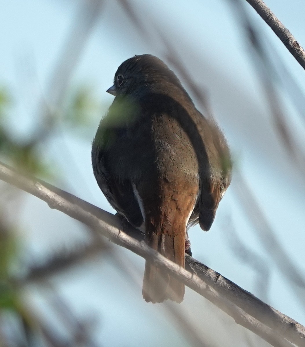 Fox Sparrow - ML623738217