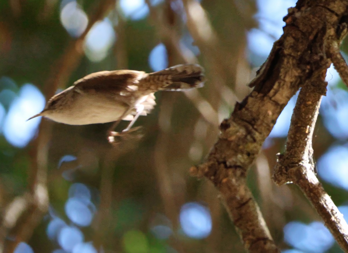 Bewick's Wren - ML623738254