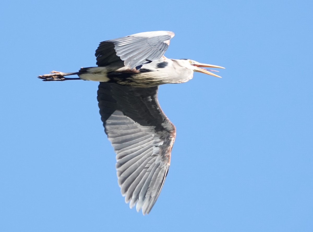 Great Blue Heron (Great Blue) - ML623738258