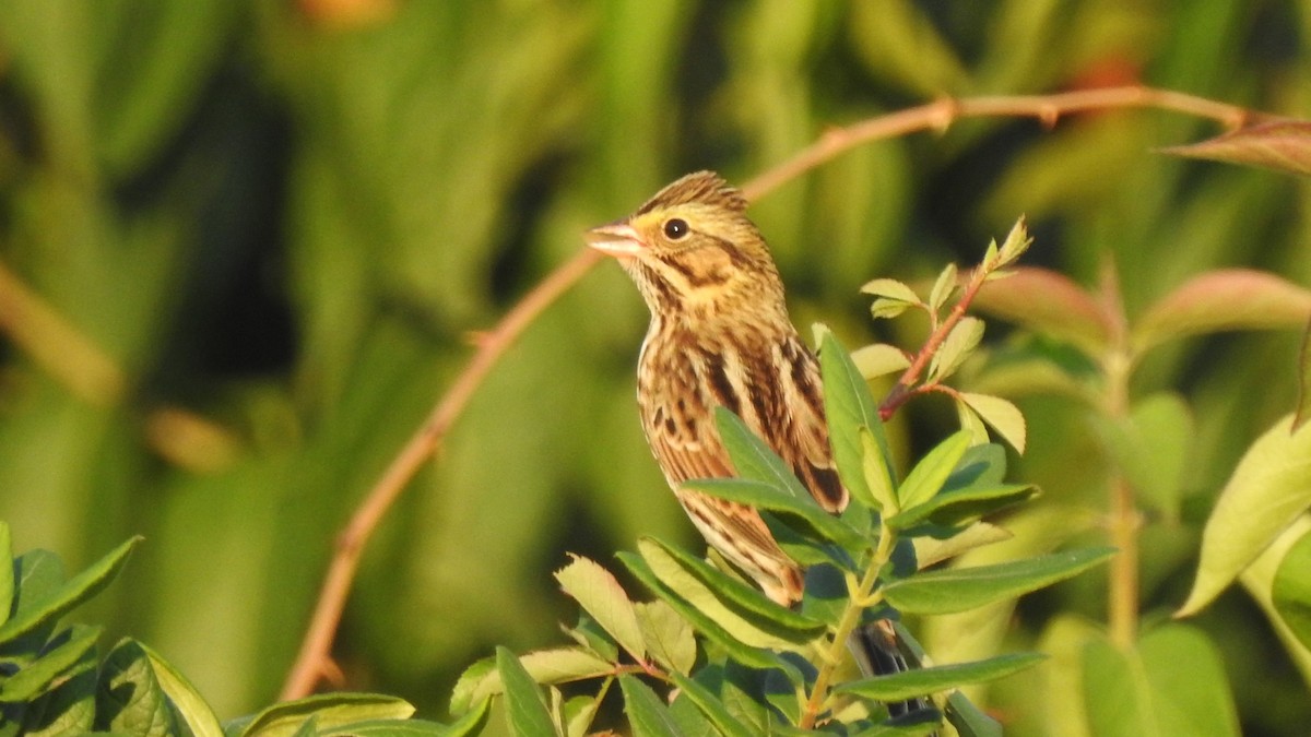 Savannah Sparrow - ML623738282