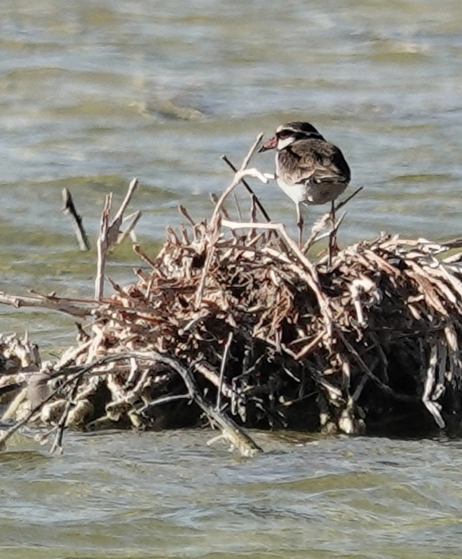 Black-fronted Dotterel - Kathleen Horn