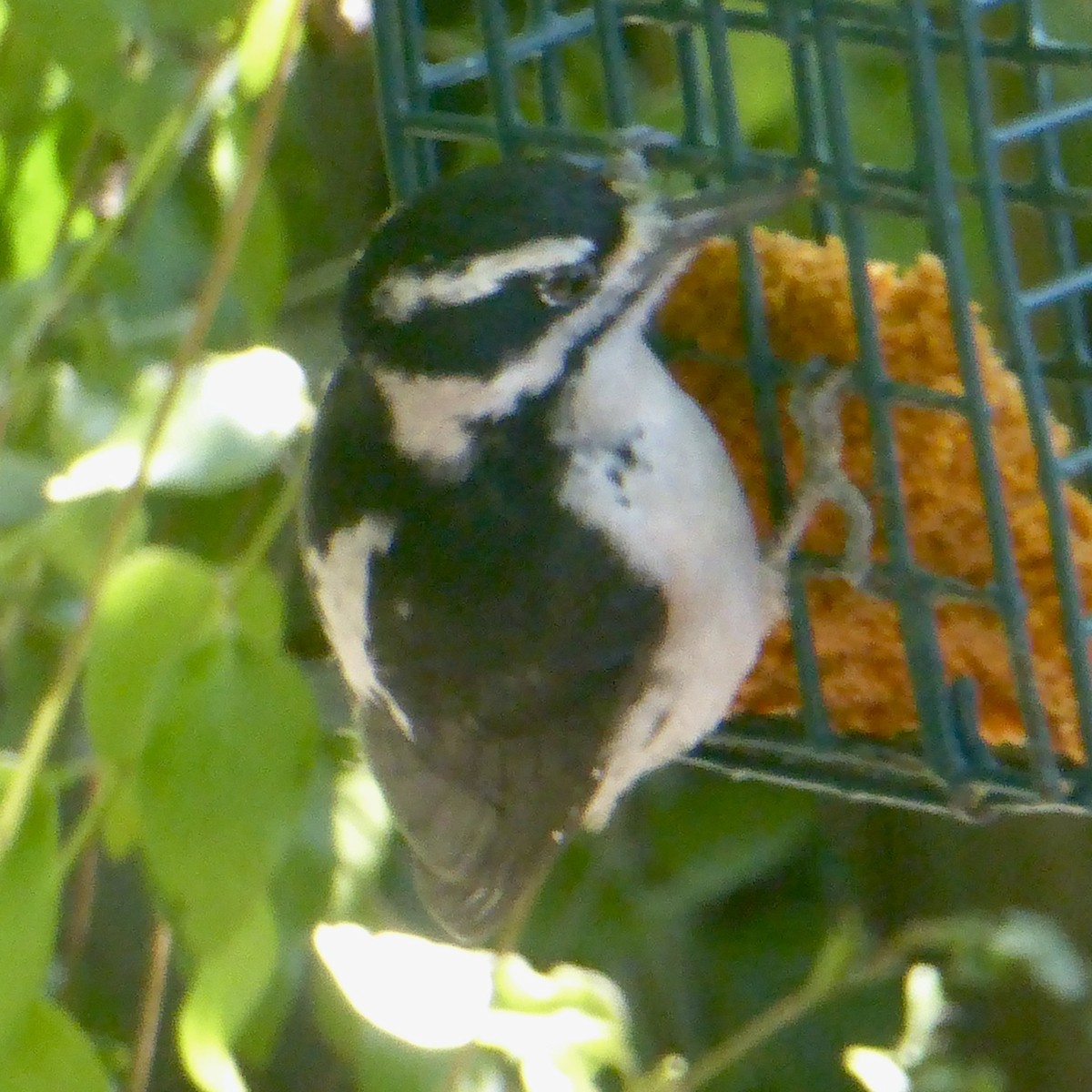 Downy Woodpecker - Anonymous