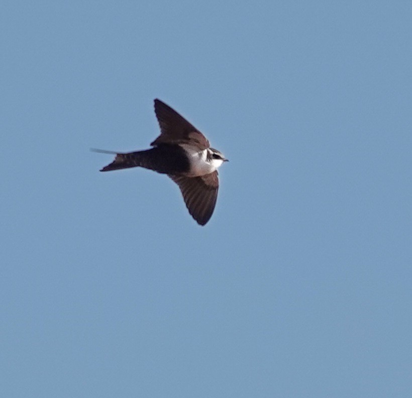 White-backed Swallow - ML623738355