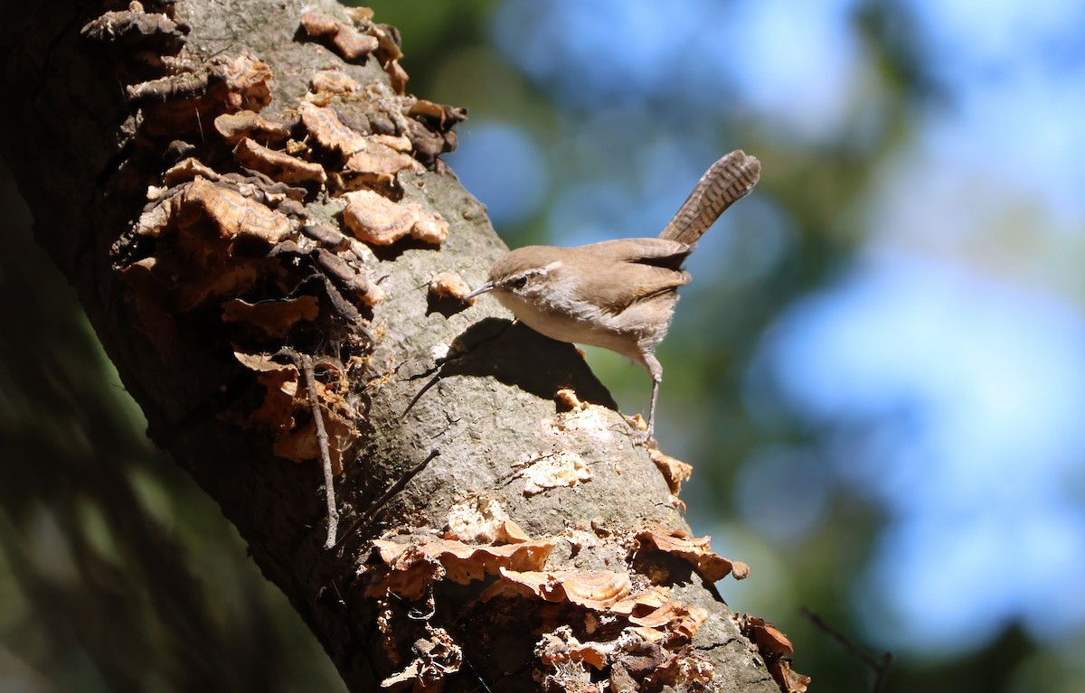 Bewick's Wren - ML623738357