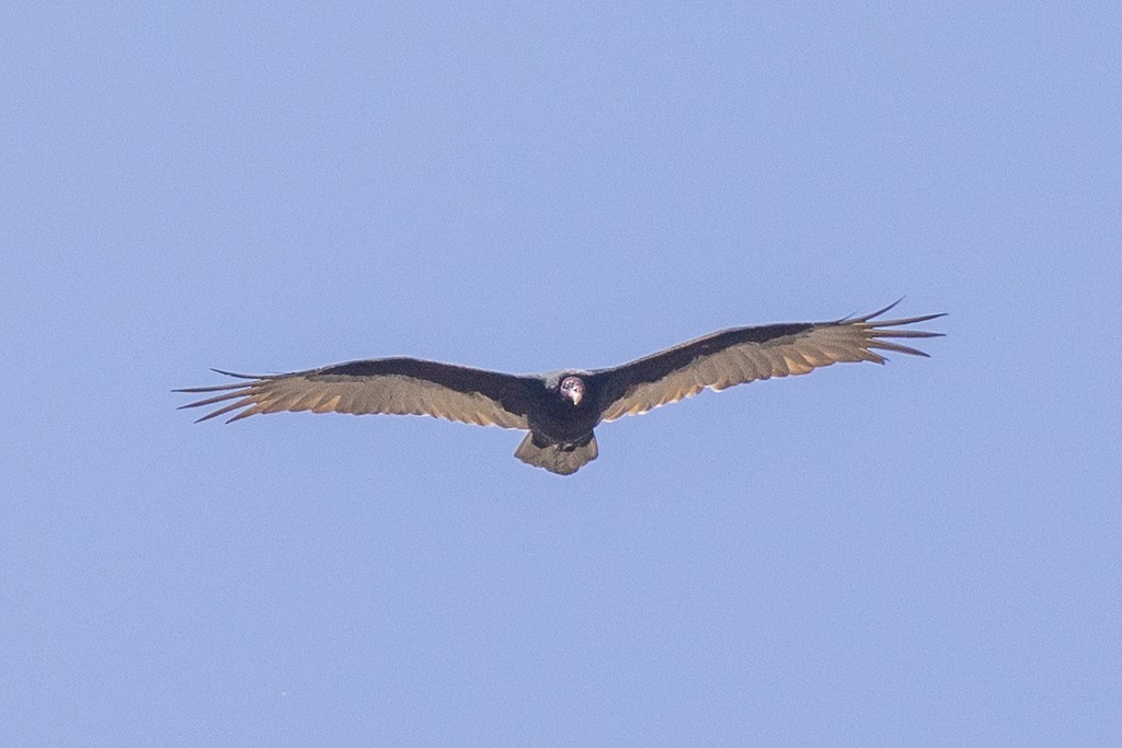 Turkey Vulture - ML623738374