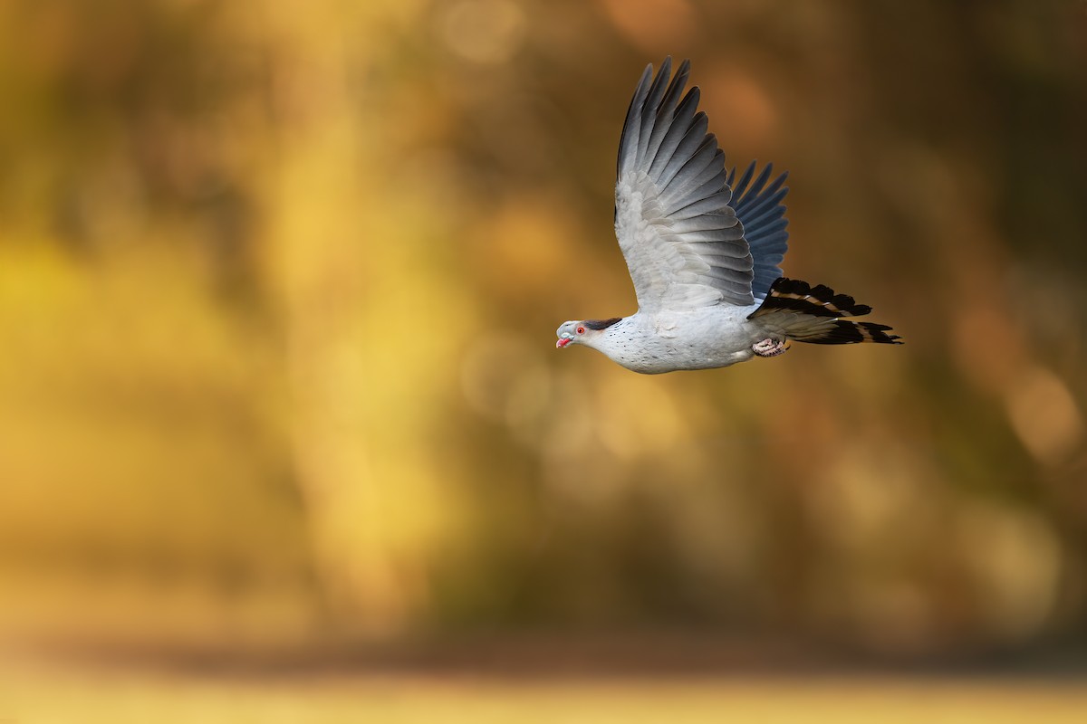 Topknot Pigeon - ML623738378