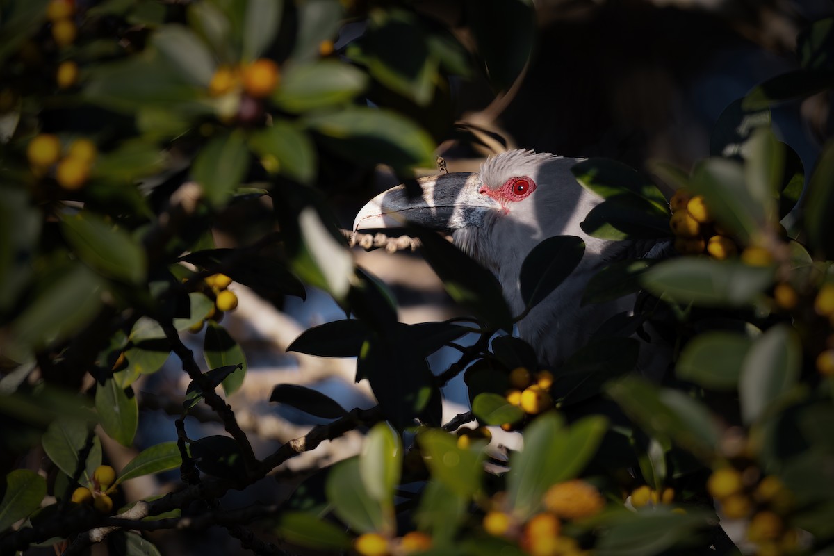 Channel-billed Cuckoo - ML623738380