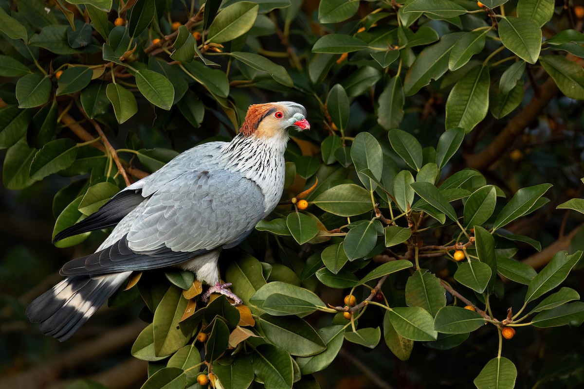 Topknot Pigeon - ML623738382