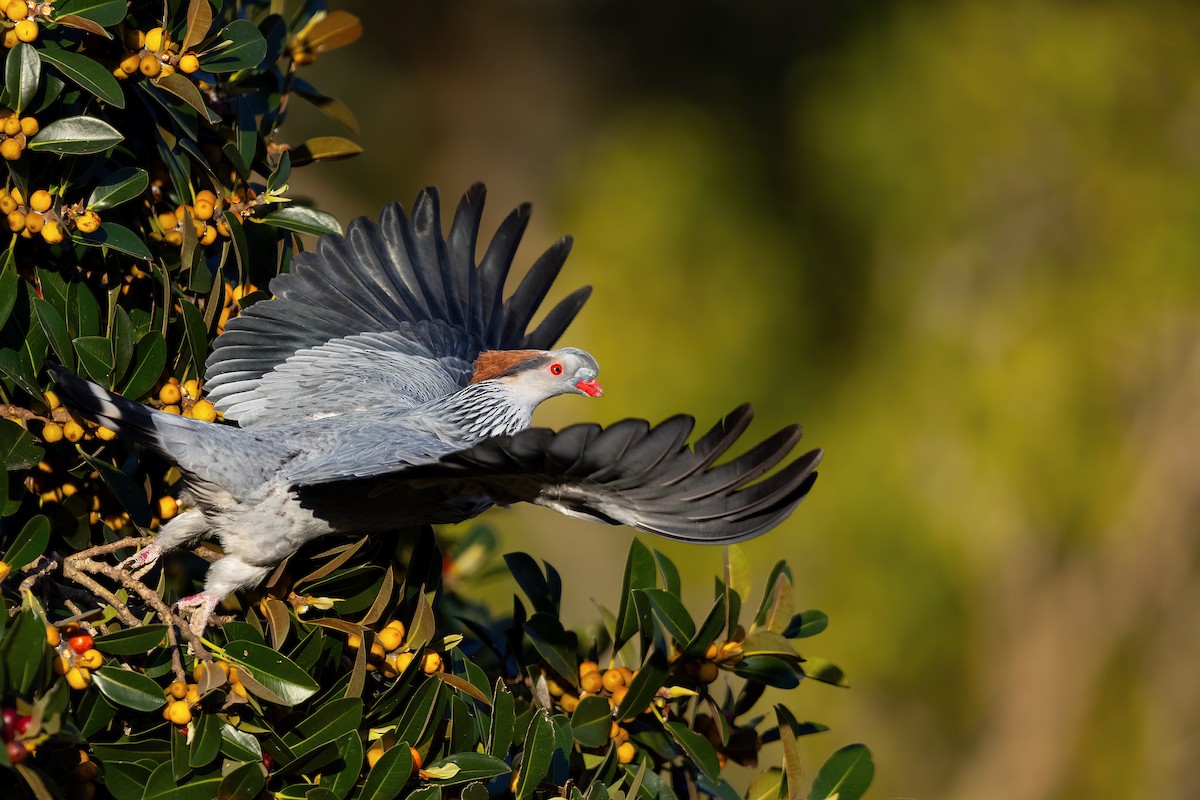 Topknot Pigeon - ML623738383