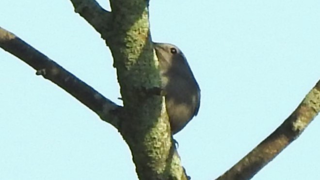 new world warbler sp. - ML623738385