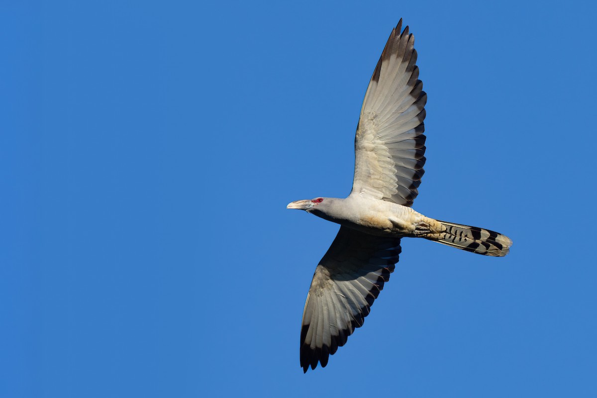 Channel-billed Cuckoo - ML623738386