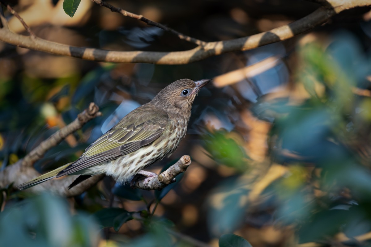 Australasian Figbird - ML623738389