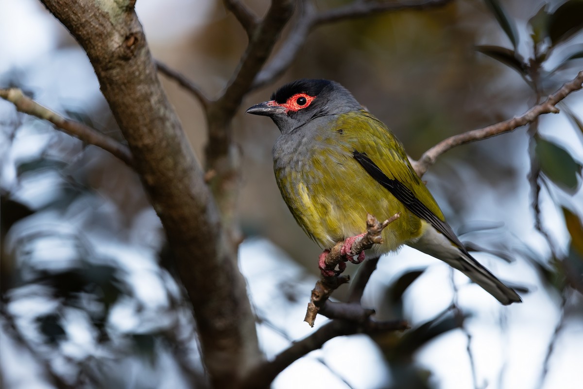 Australasian Figbird - ML623738390