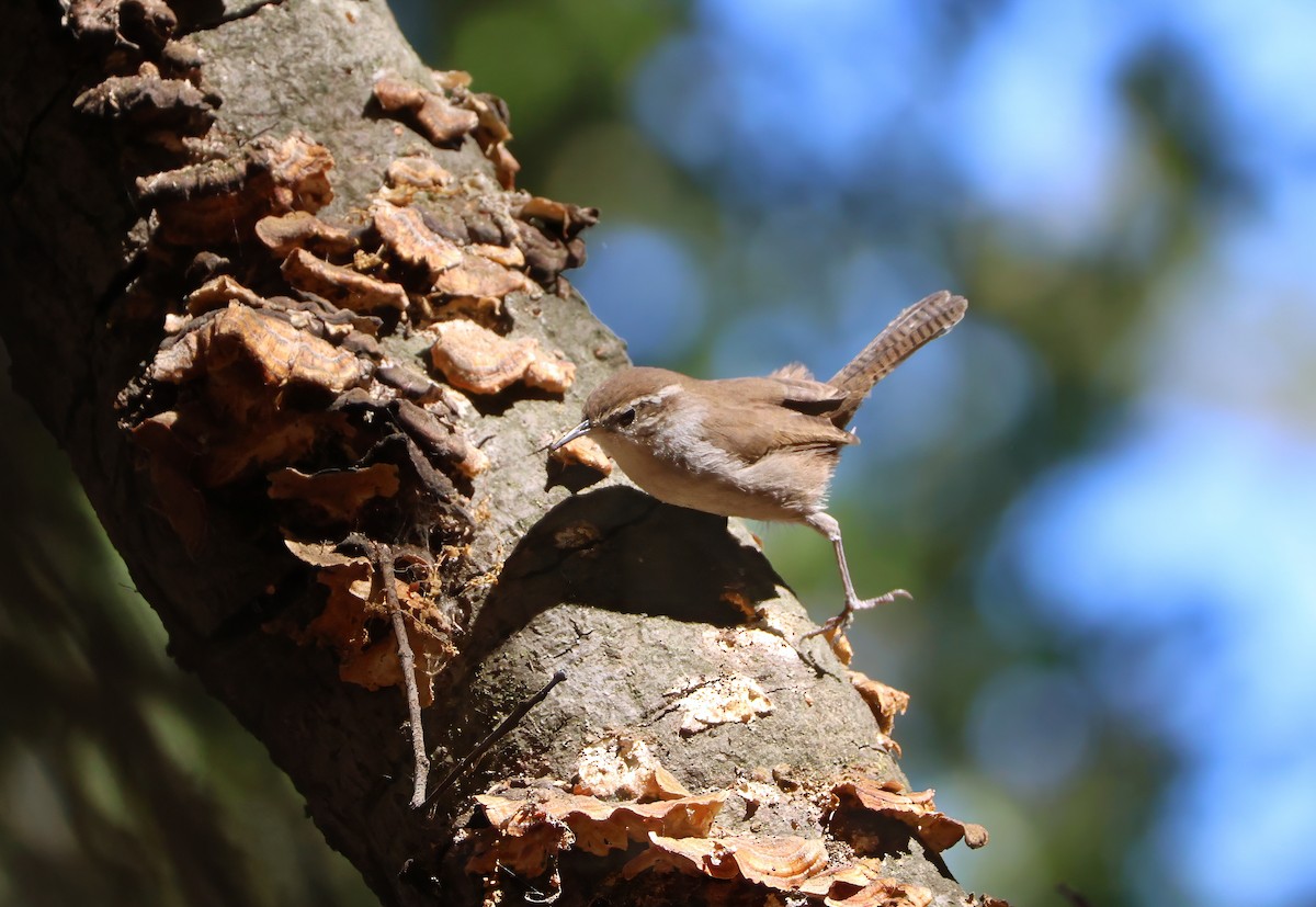 Bewick's Wren - ML623738410