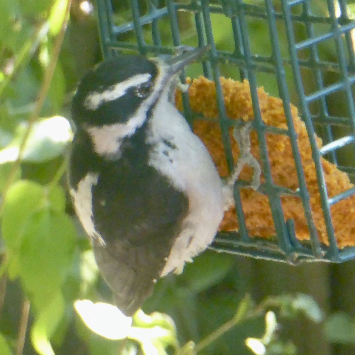 Downy Woodpecker - ML623738413