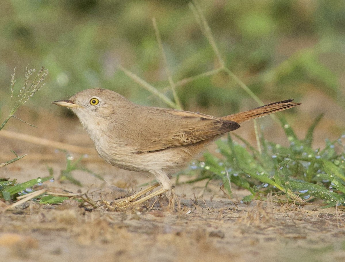 Asian Desert Warbler - akshit dua